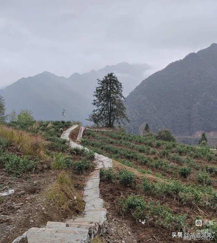 在紫金茶业畅享冬天