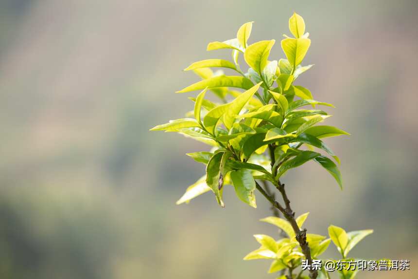 年轻人不爱喝茶，未来的茶文化和茶道由谁继承