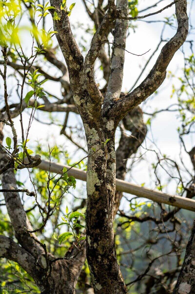 螃蟹脚茶 : 云南普洱茶树上寄生的植物