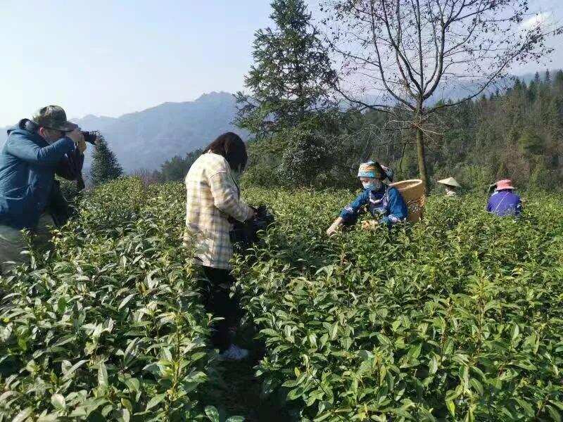 陆续复工，快来看看全国各地开采春茶的最新情况