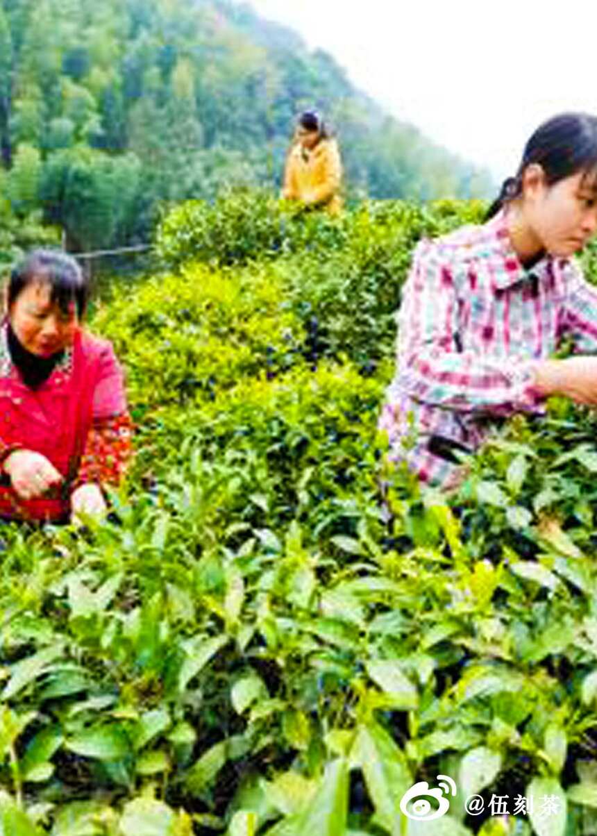 伍刻茶｜十七期——特殊的木材，油松，制作正山小种的独门秘籍