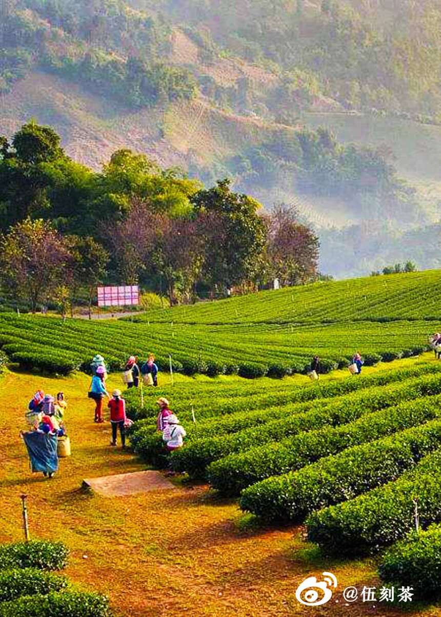 伍刻茶｜第十期——惊艳世界，搅动风云的正山小种