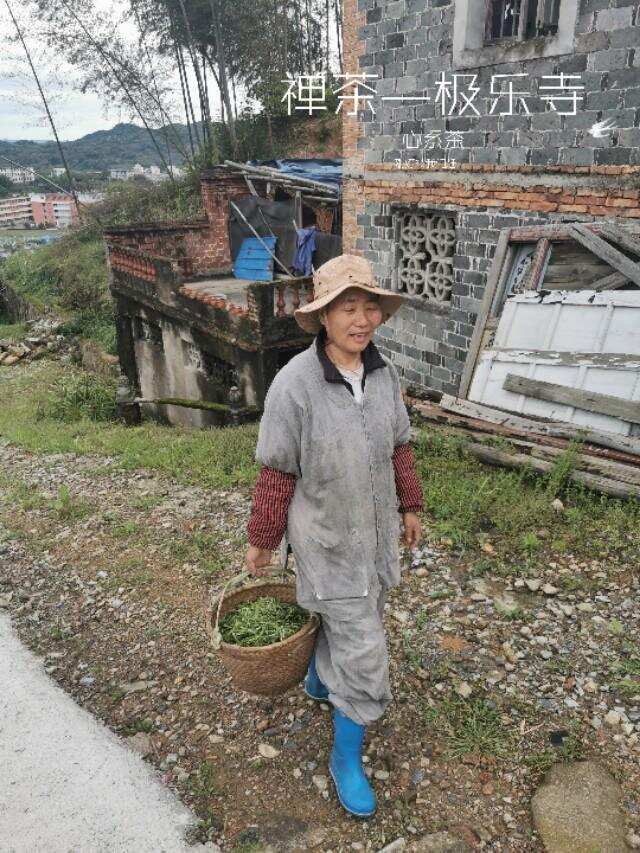 评茶师福鼎白茶寻茶游记之偶遇极乐寺佛缘茶