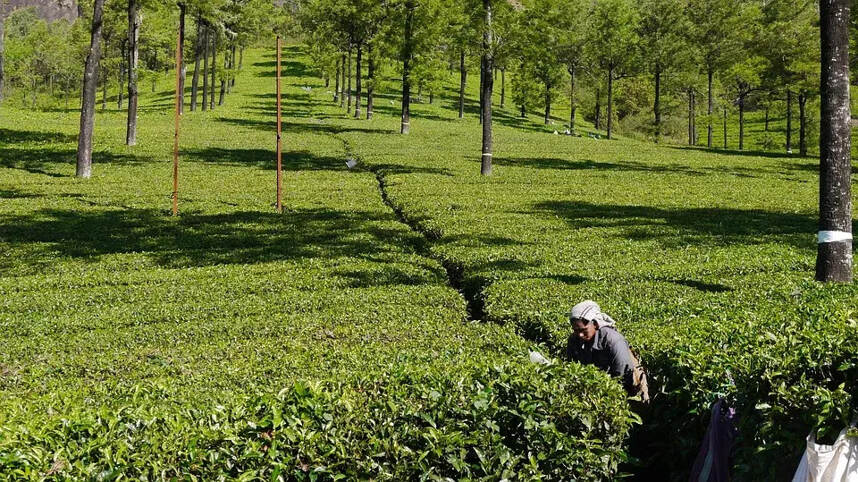 世界上主要产茶国一览