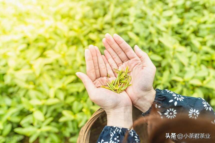 分辨安吉白茶质量品相好坏技巧