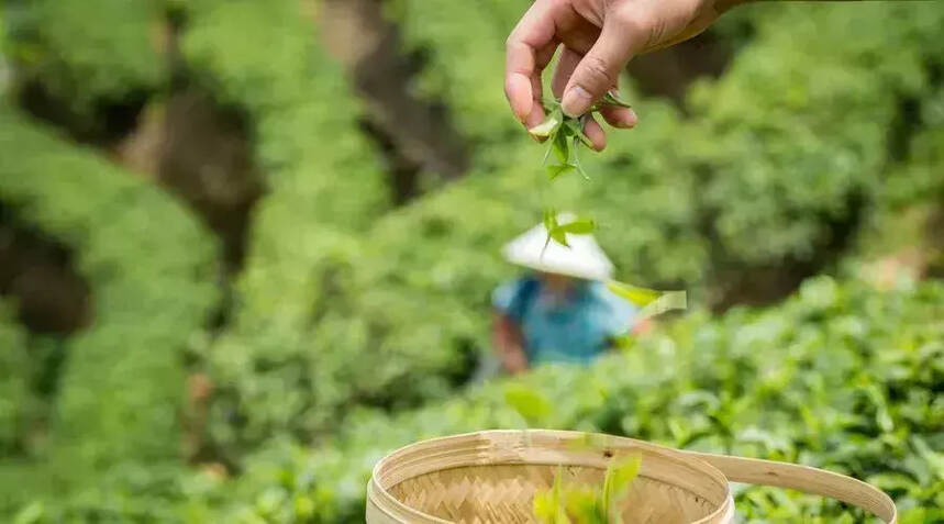 为什么说“春茶贵如油”？