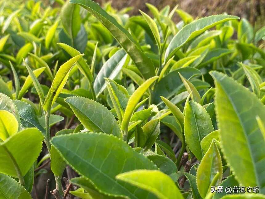 静下来喝杯茶，一切都会不同