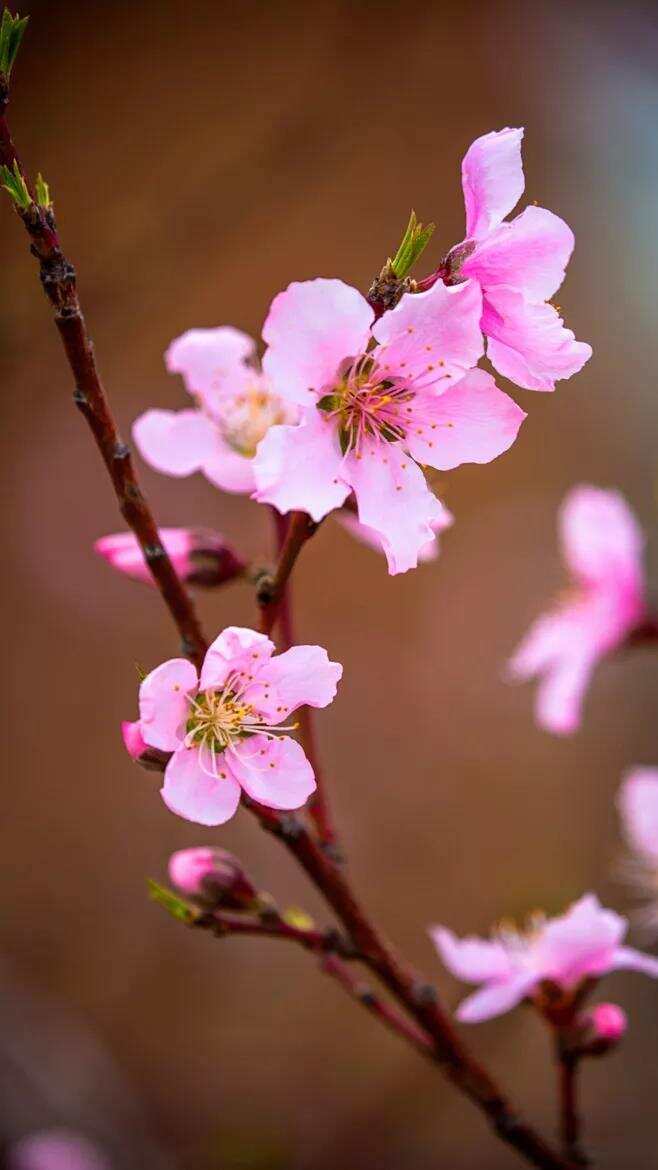 人间四月芳菲尽，山寺桃花始盛开