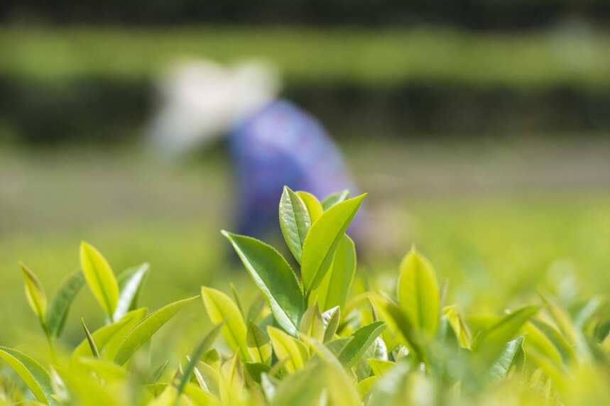 盘点2019年度白茶谣传