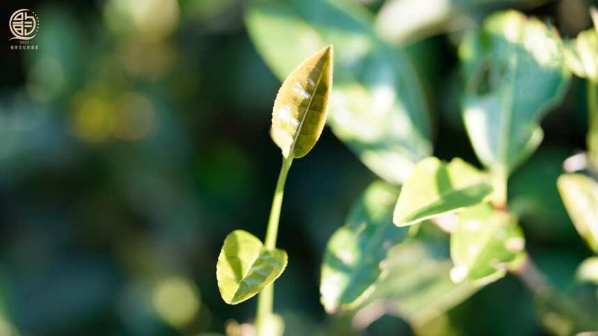 抹茶就是碾磨成粉的绿茶？这是真的吗？