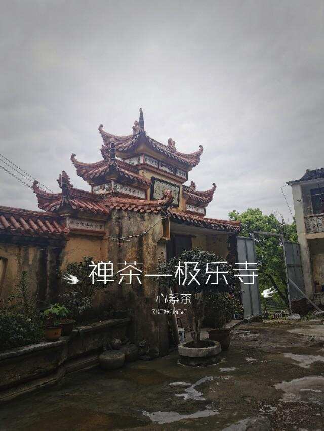 评茶师福鼎白茶寻茶游记之偶遇极乐寺佛缘茶