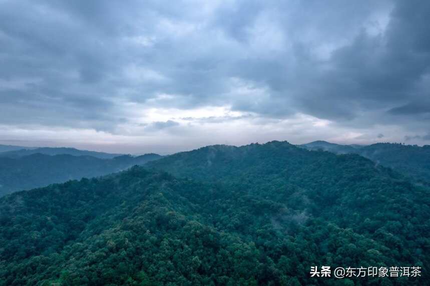 寻茶季 |茶叶江山，班章不出谁与争锋