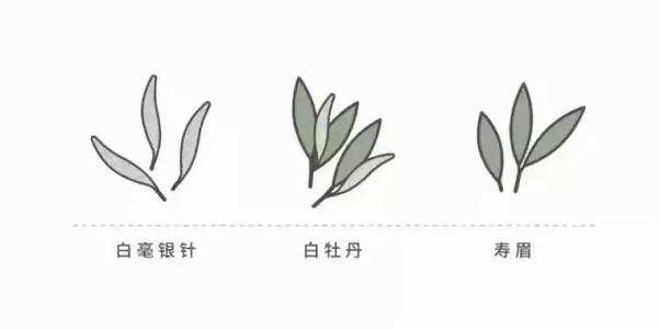 福鼎白茶、普洱茶能放500年？