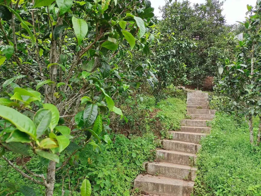 冰岛老班章！名山古树茶水深如海！造假手段彻底颠覆你的认知