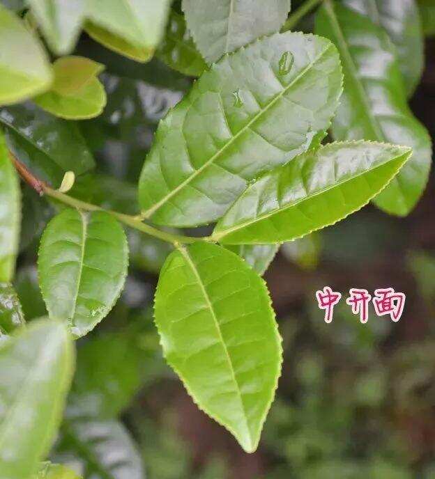 可以用耐泡度评价茶叶好坏吗？