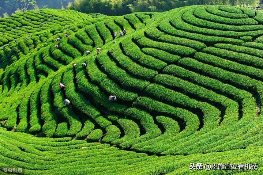 神农氏与茶的传说