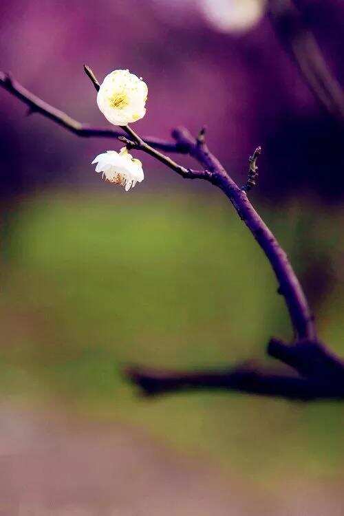 人间四月芳菲尽，山寺桃花始盛开