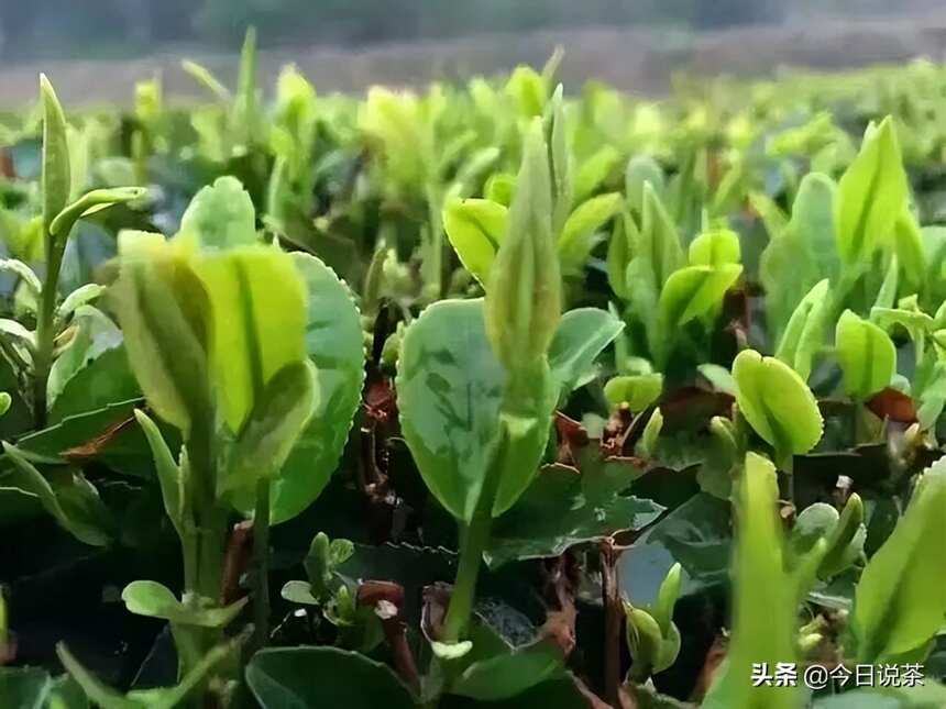 今日说茶｜崂山绿茶——中国最北方的绿茶