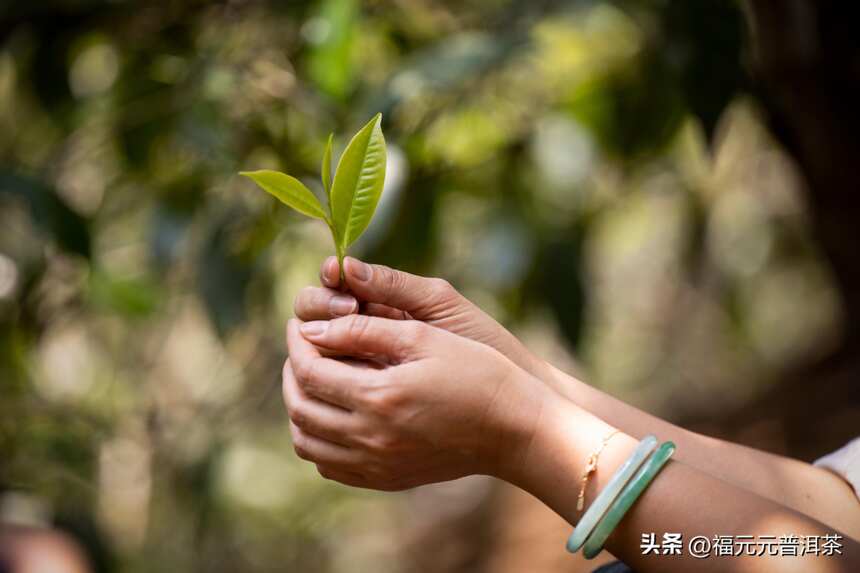 喝茶的本质是一种放空和治愈