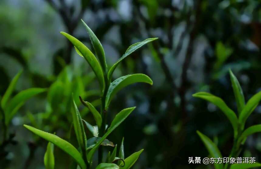 寻茶季 |茶叶江山，班章不出谁与争锋