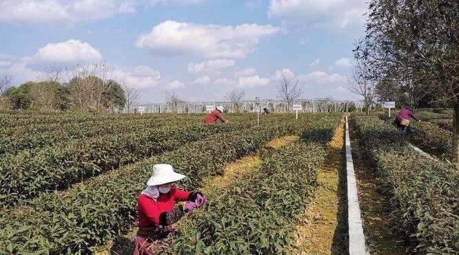 陆续复工，快来看看全国各地开采春茶的最新情况