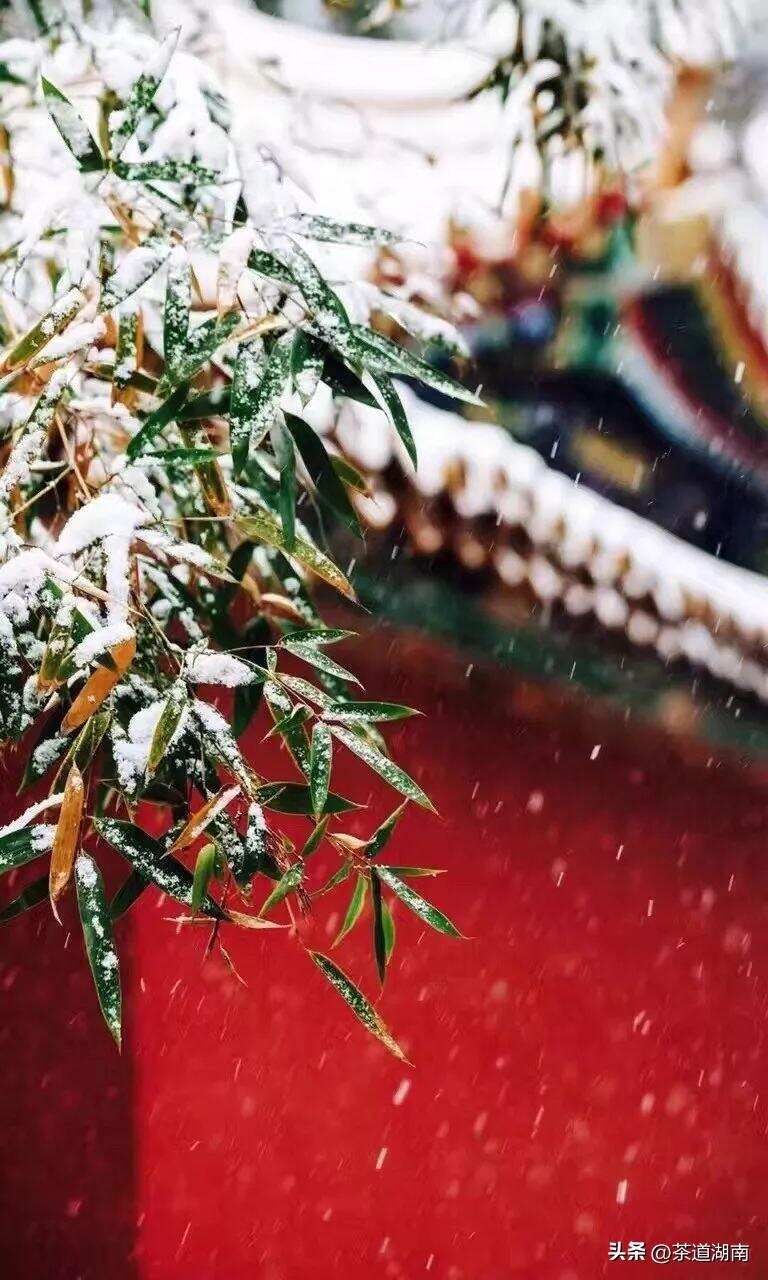 节气｜小雪，等一场雪，煮一冬茶