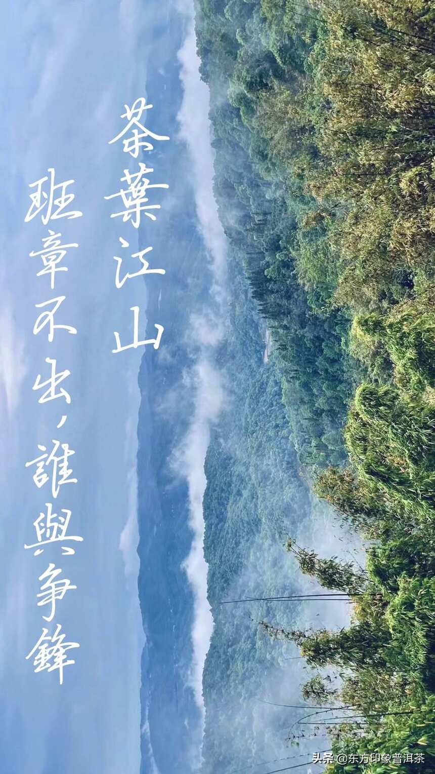 寻茶季 |茶叶江山，班章不出谁与争锋