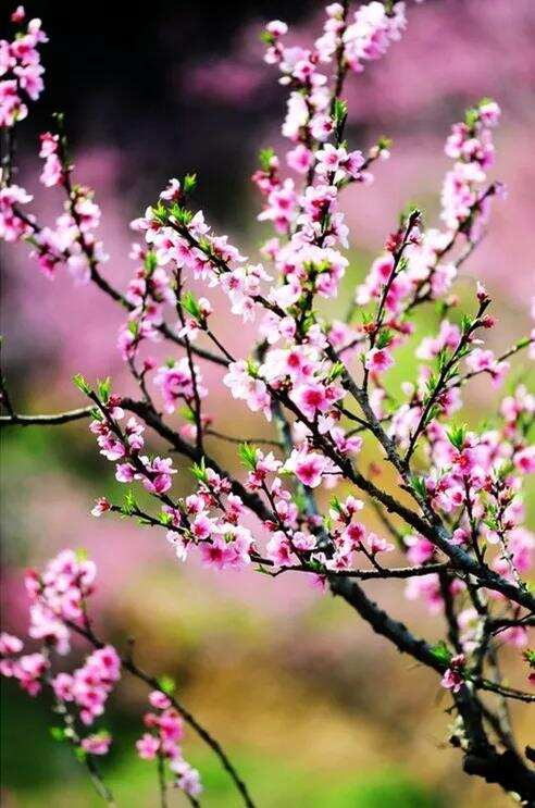 人间四月芳菲尽，山寺桃花始盛开