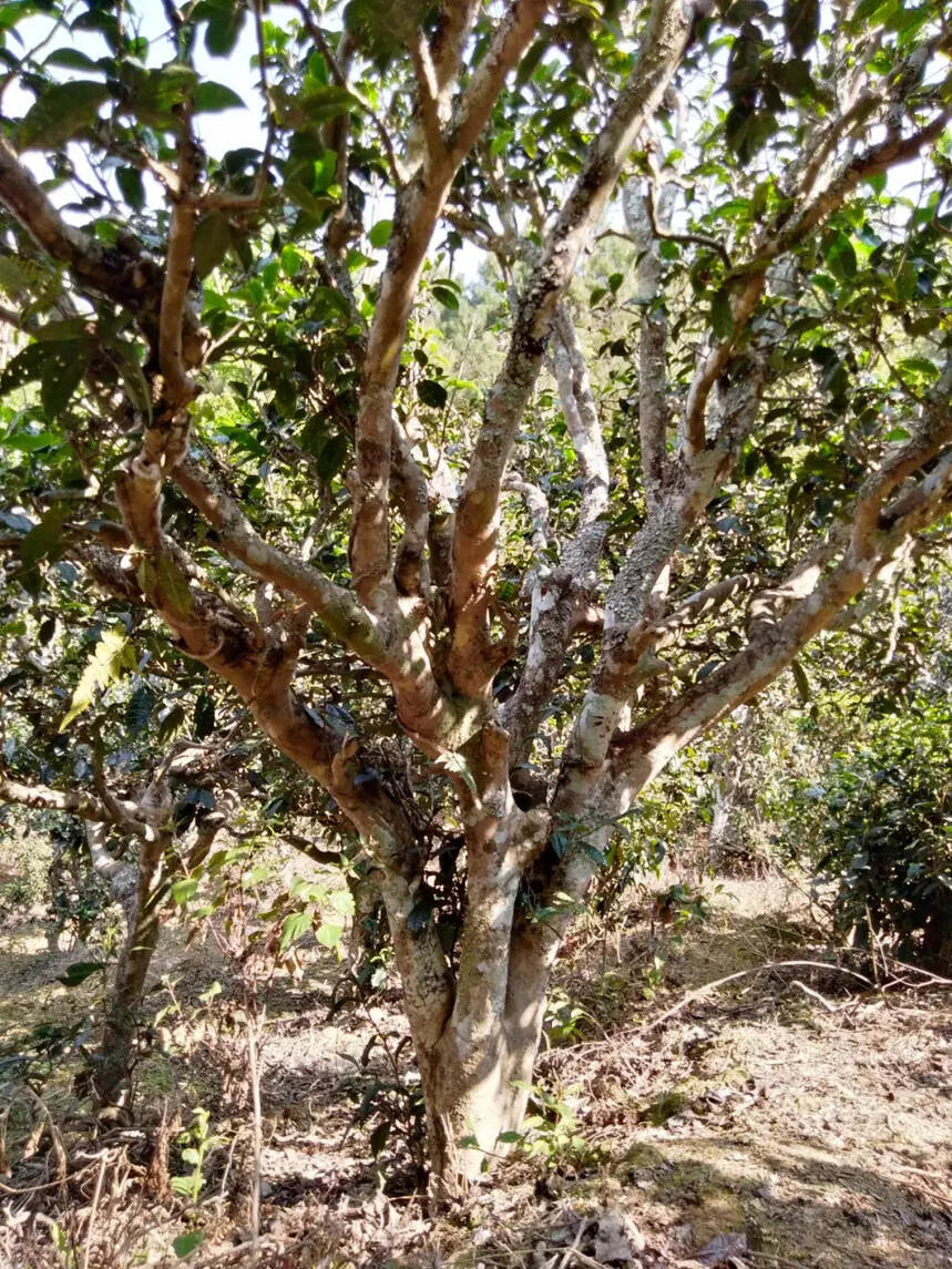 2020年普洱茶市场热点依然是古树茶？