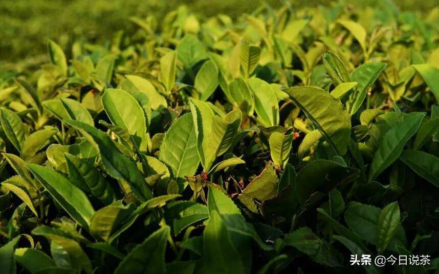 今日说茶｜崂山绿茶——中国最北方的绿茶
