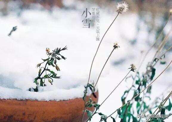 节气｜小雪，等一场雪，煮一冬茶