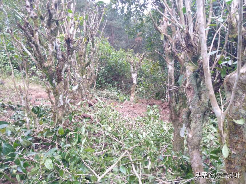 阶梯型山地种出的就是台地茶？如果没有台地茶，很多人会喝不上茶