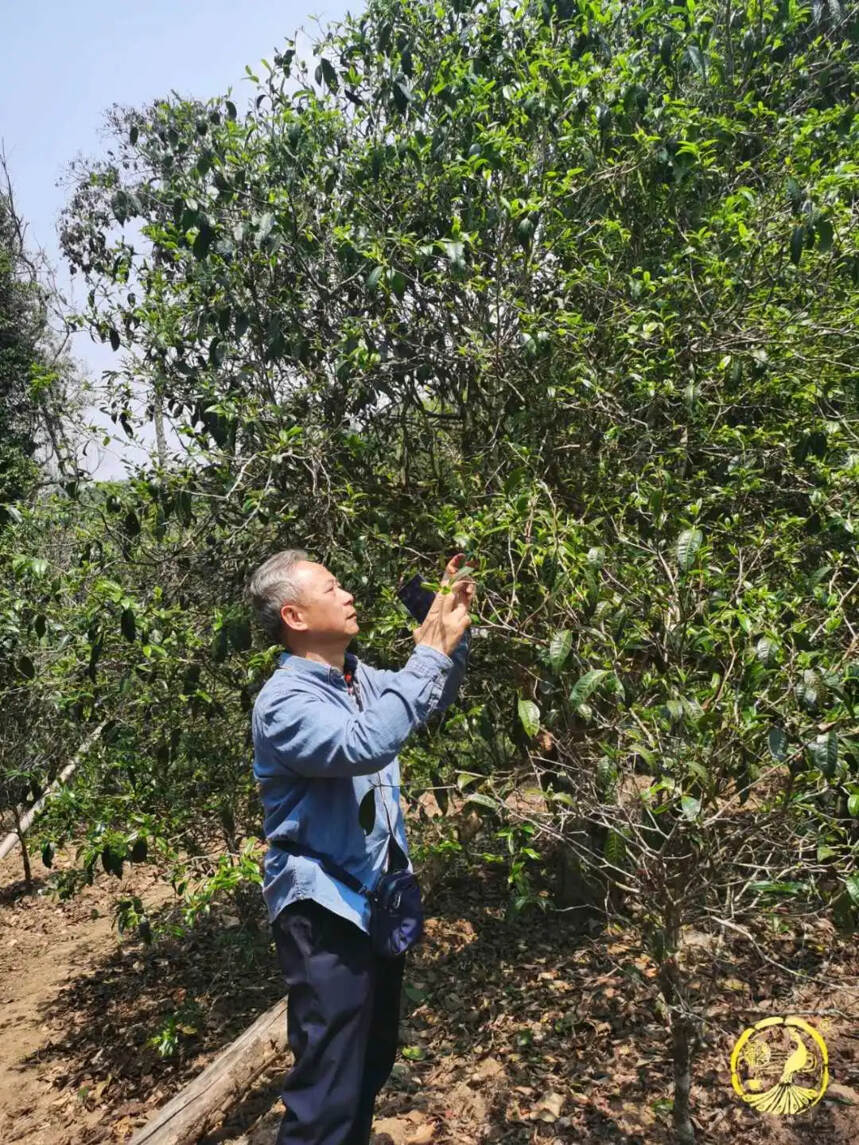 福今茶业 | 不忘来时路 启航新征程