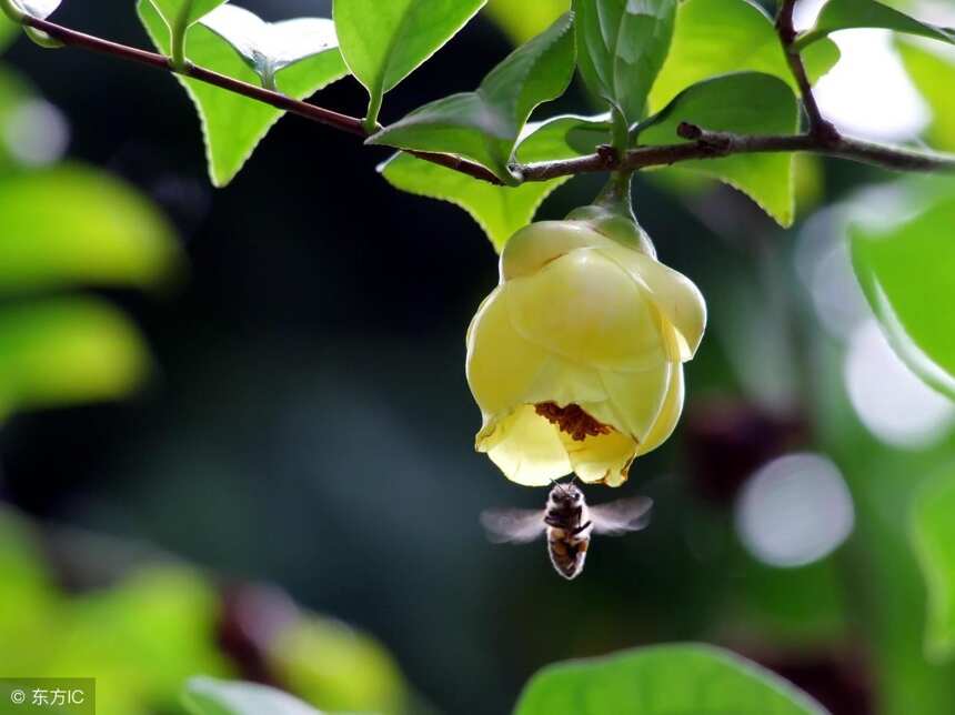 神农尝百草，茶是神农发现的，神农是茶祖！这个说法经不起推敲