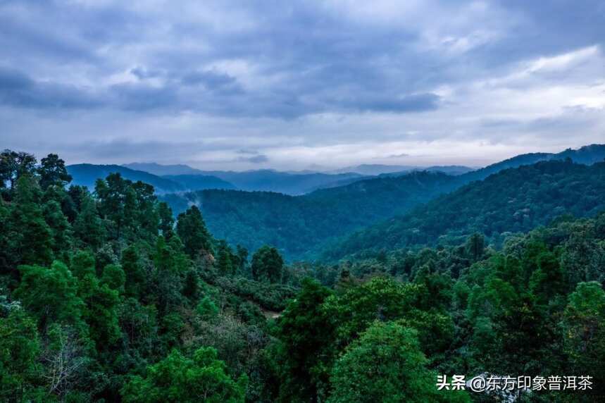 寻茶季 |茶叶江山，班章不出谁与争锋