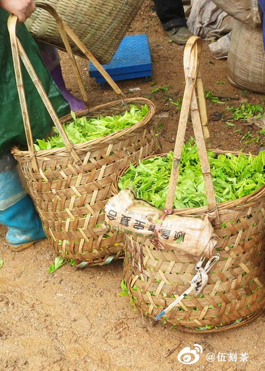 伍刻茶｜十五期——久负盛名的风景中，有着久负盛名的狮峰龙井