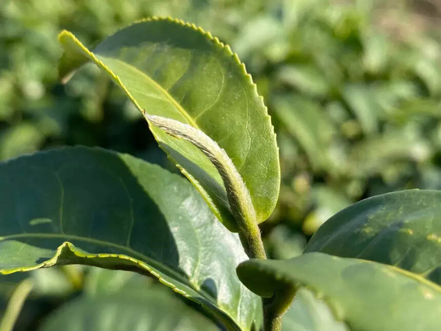 学会闻茶香，就是半个茶人