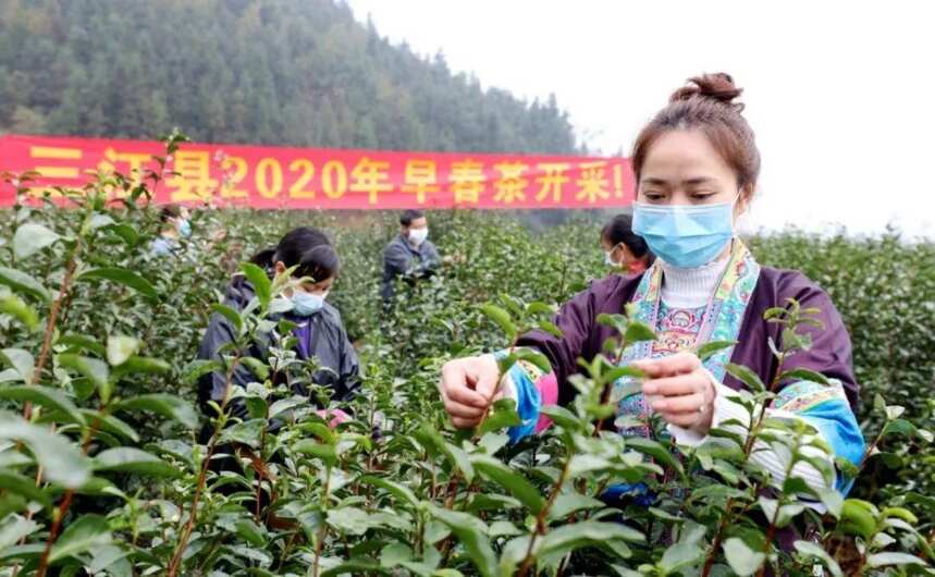 陆续复工，快来看看全国各地开采春茶的最新情况