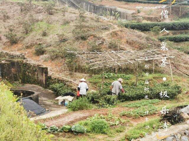 评茶师福鼎白茶寻茶游记之偶遇极乐寺佛缘茶