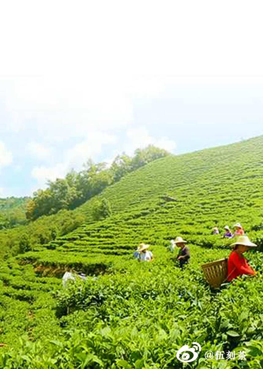 伍刻茶｜十四期——鲜为人知的高端红茶，凌云金毫