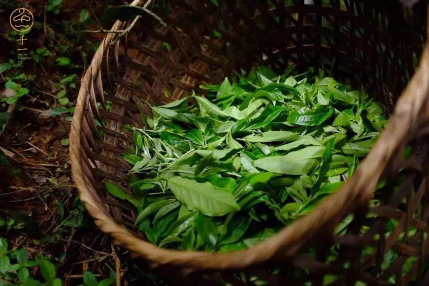 五月茶山：山路的尽头，尽显人情的温度