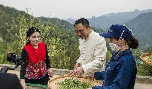 疫情激发直播热，各茶区应对有妙招