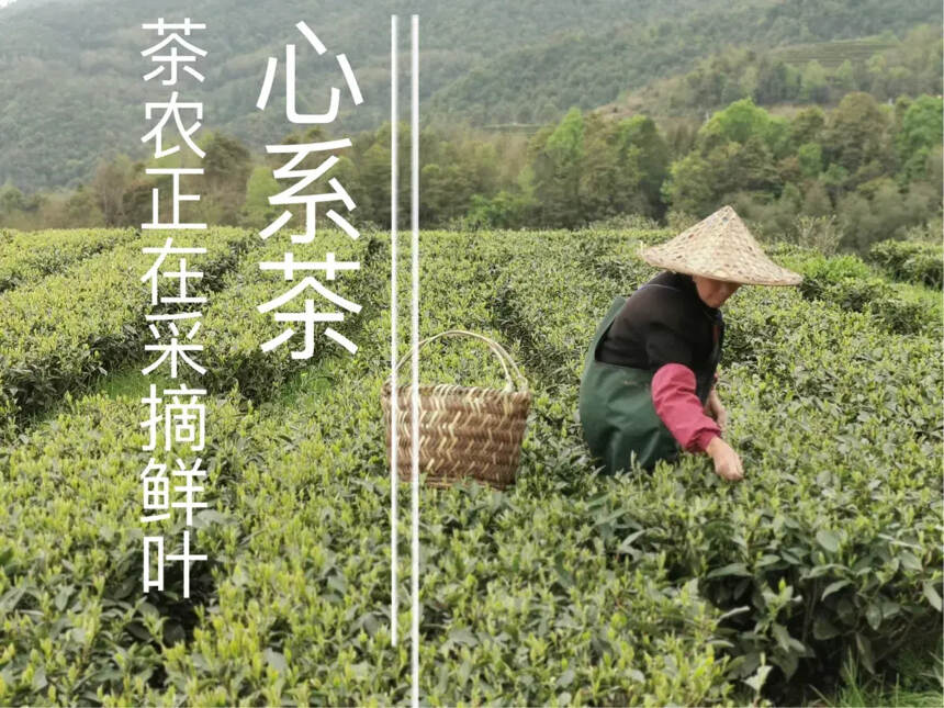 初春游福鼎茶园