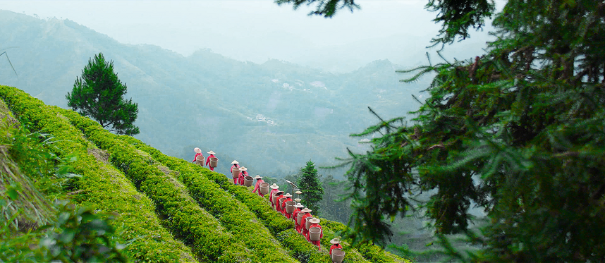 中国六大茶系：喝茶入门，简单易懂，养生科普