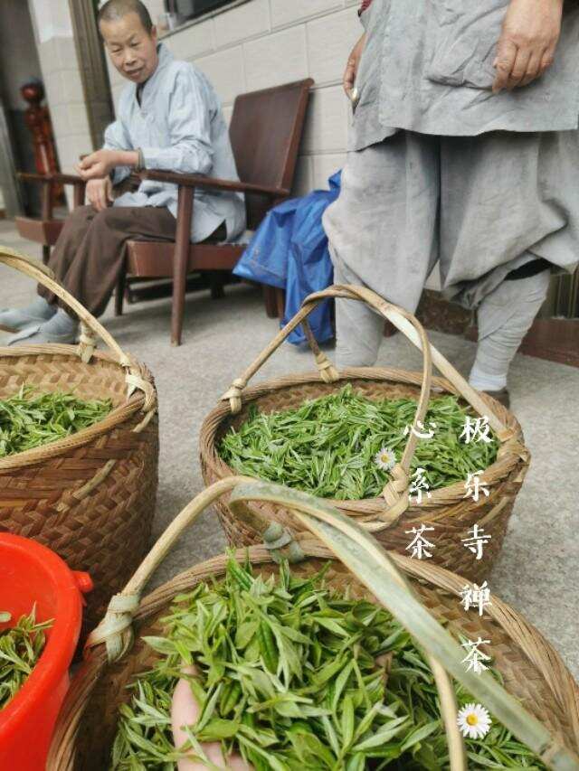 评茶师福鼎白茶寻茶游记之偶遇极乐寺佛缘茶