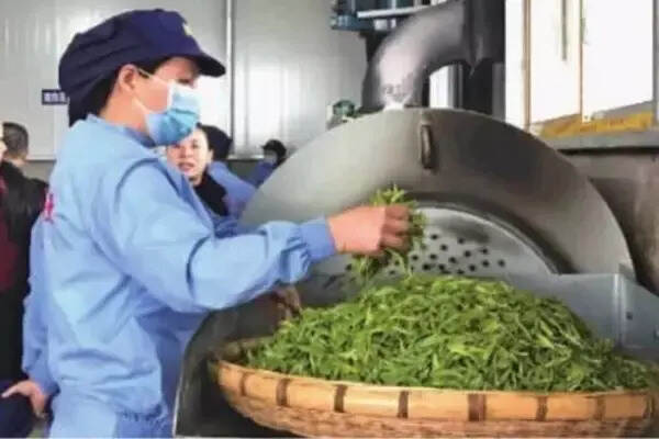 新茶价格似在飙升，能否破局低迷的茶叶行情？