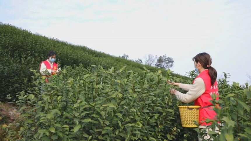 陆续复工，快来看看全国各地开采春茶的最新情况