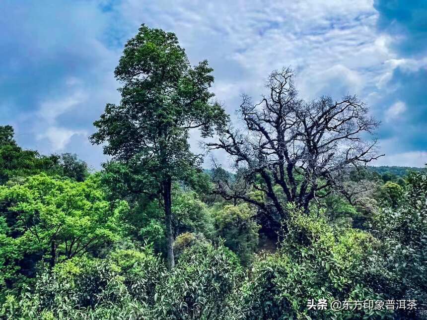 寻茶季 |茶叶江山，班章不出谁与争锋