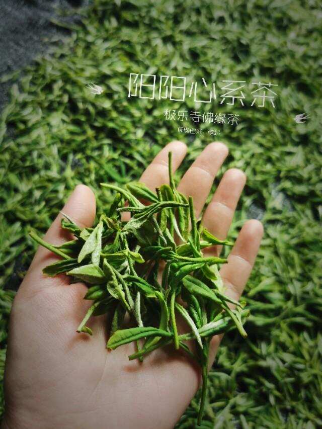 评茶师福鼎白茶寻茶游记之偶遇极乐寺佛缘茶