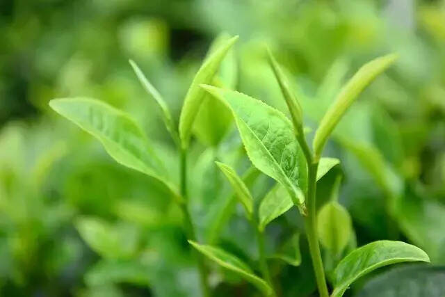 疫情对茶产业影响引发的深度思考和策略